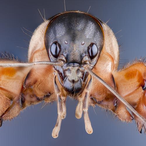 Preview Photographer\'s photo Nikolozi Meskhi