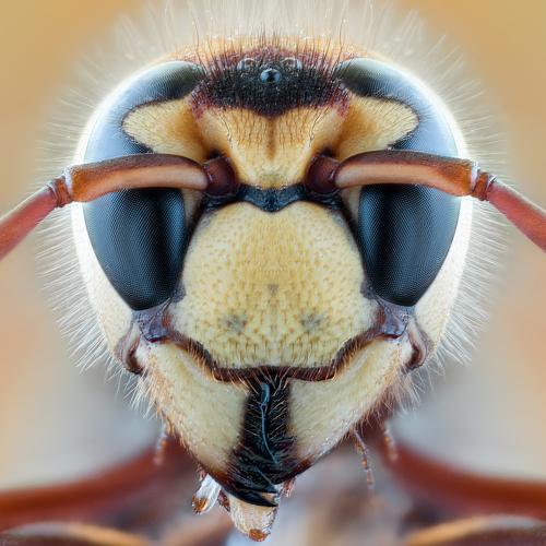 Превью фотографии фотографа Nikolozi Meskhi