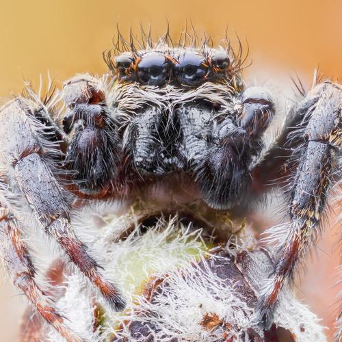 Превью фотографии фотографа Nikolozi Meskhi