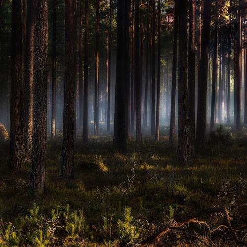 Превью фотографии фотографа Ansis Zegners