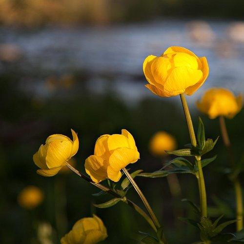 Превью фотографии фотографа Алексей Сафаров