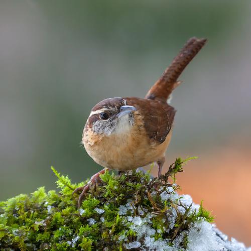 Превью фотографии фотографа Антонина Яновска