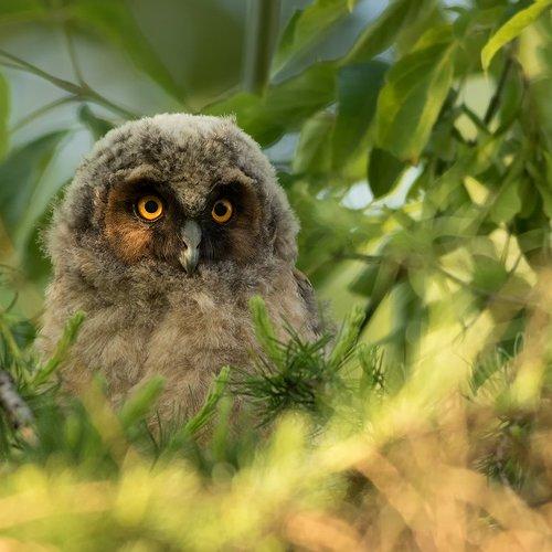 Превью фотографии фотографа olesniczanin