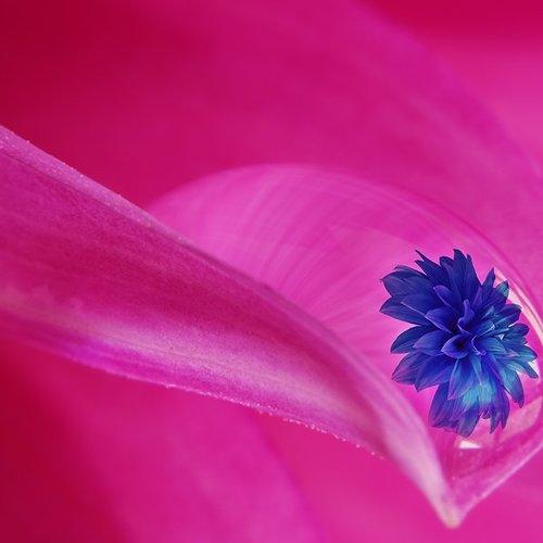 Preview Photographer\'s photo Dr Didi Baev