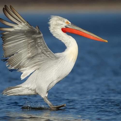 Превью фотографии фотографа Ivan Ivanov