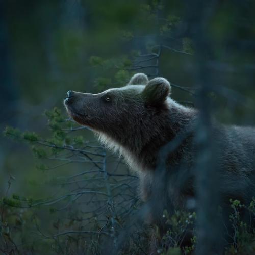 Preview Photographer\'s photo Jarkko Järvinen