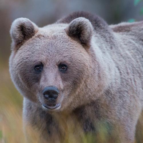 Превью фотографии фотографа Jarkko Järvinen