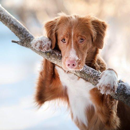 Превью фотографии фотографа Анна Аверьянова