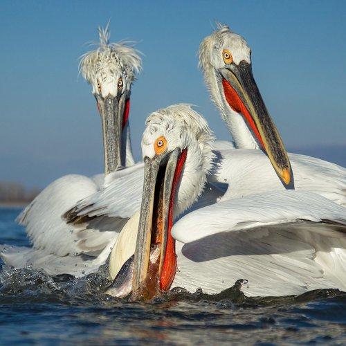 Preview Photographer\'s photo Ivan Ivanov