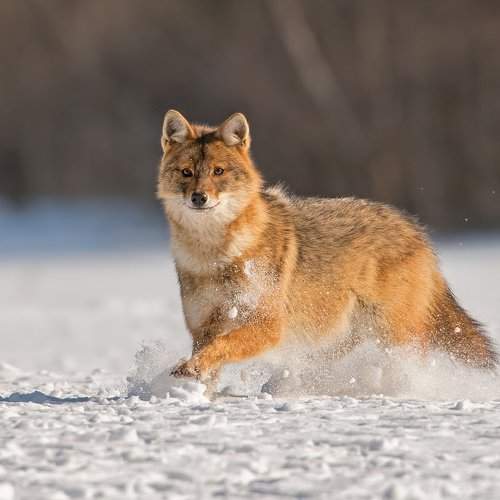 Превью фотографии фотографа Sergey Zlatkov
