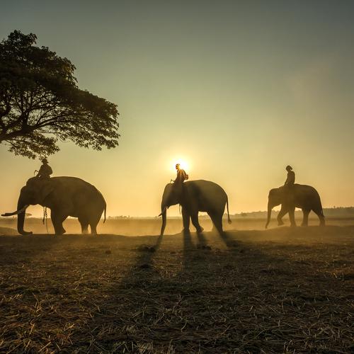 Preview Photographer\'s photo SUTIPOND SOMNAM