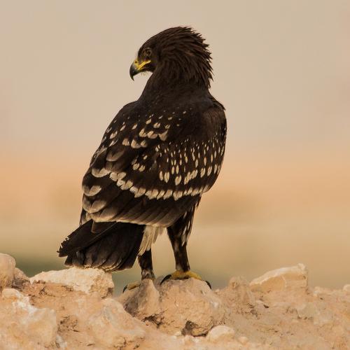 Preview Photographer\'s photo Moutaz Fino