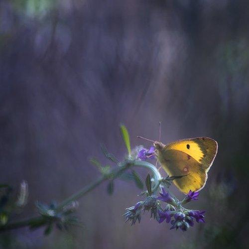 Preview Photographer\'s photo Gabriel Prescornita