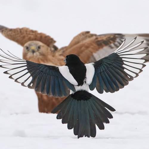 Превью фотографии фотографа Sergey Zlatkov