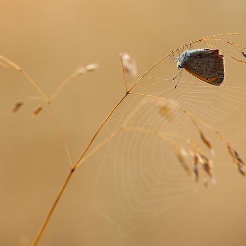 Превью фотографии фотографа Юлия Втюрина