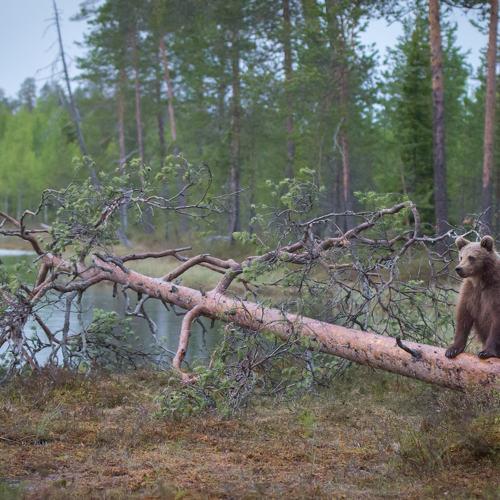 Preview Photographer\'s photo Jarkko Järvinen