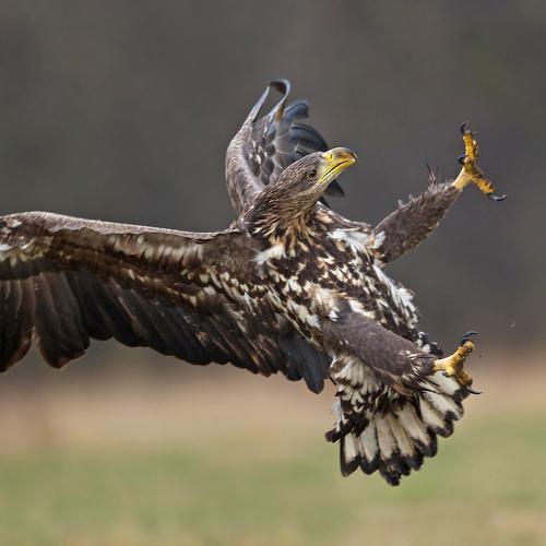 Превью фотографии фотографа Ivan Ivanov