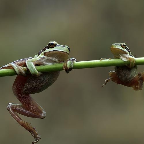Превью фотографии фотографа Savas Sener