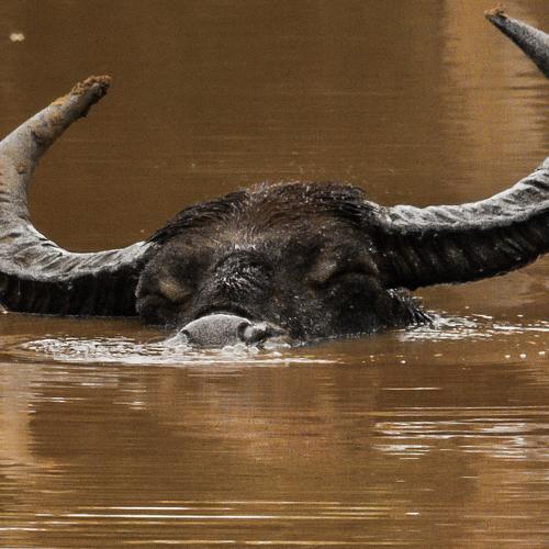 Preview Photographer\'s photo Moutaz Fino