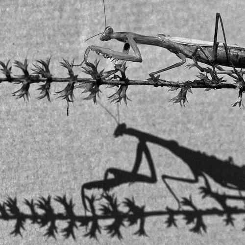 Превью фотографии фотографа Татьяна Аверина