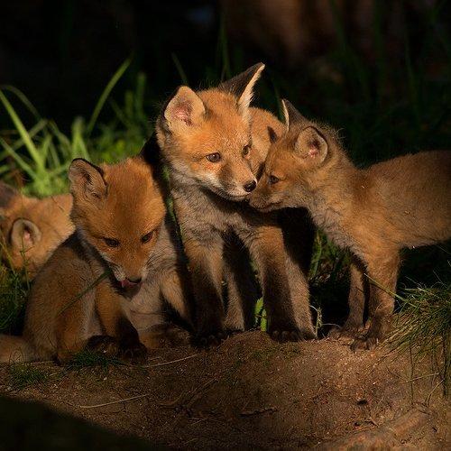 Превью фотографии фотографа olesniczanin