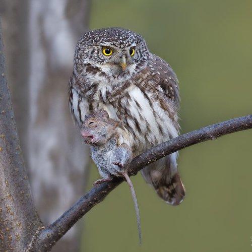 Превью фотографии фотографа Байбекова Светлана