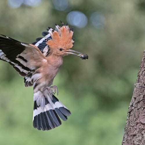 Preview Photographer\'s photo Sergey Zlatkov