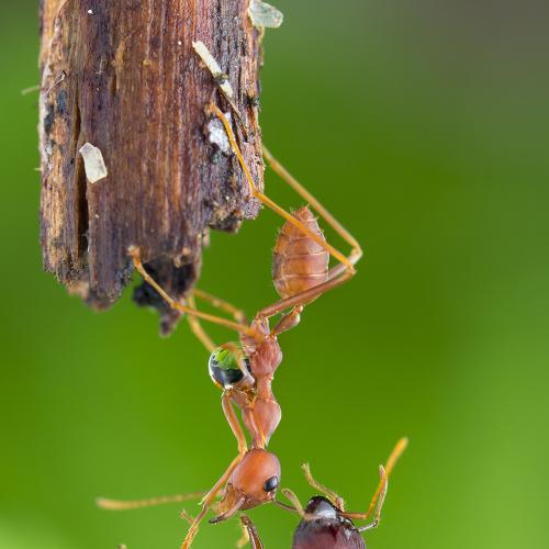 Preview Photographer\'s photo Choo How Lim