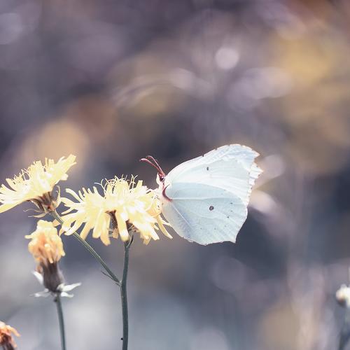 Превью фотографии фотографа Naiden Bochev