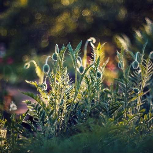 Превью фотографии фотографа Елена Галицкая