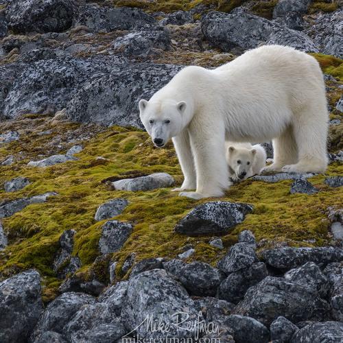 Превью фотографии фотографа Майк Рейфман