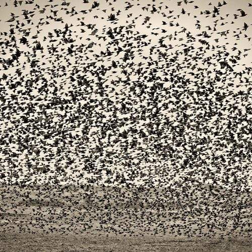 Превью фотографии фотографа Kostadin Momchilov