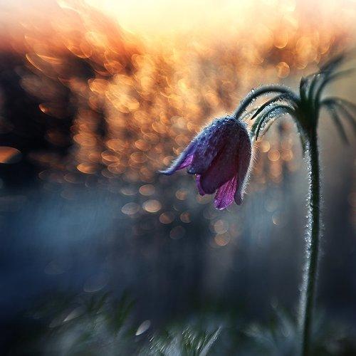 Превью фотографии фотографа Елена Галицкая