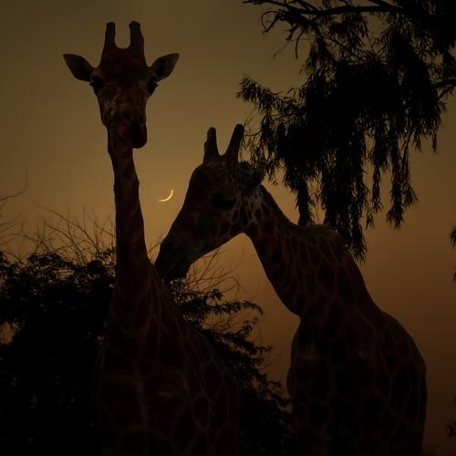 Превью фотографии фотографа Nataliorion