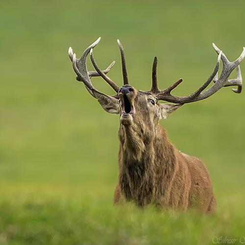 Preview Photographer\'s photo Silvestr Szabó