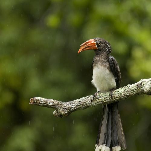 Превью фотографии фотографа Edgars Gerskovics