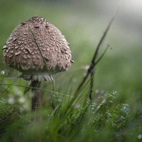 Preview Photographer\'s photo  Zanfoar