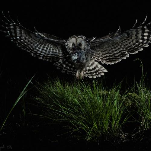 Превью фотографии фотографа Юрий Андреев