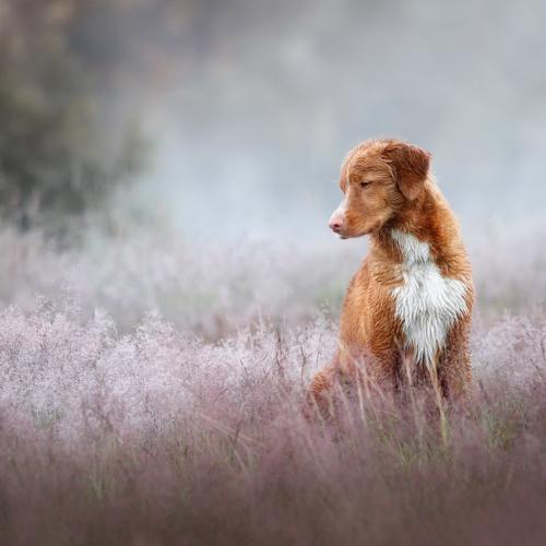Превью фотографии фотографа Надежда Иванова