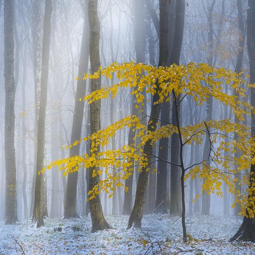 Превью фотографии фотографа  Zanfoar