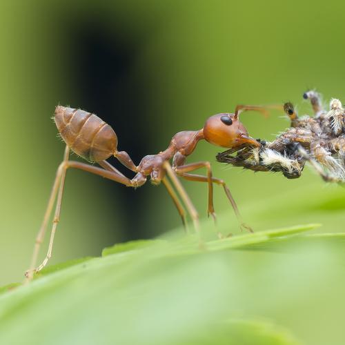 Preview Photographer\'s photo Choo How Lim