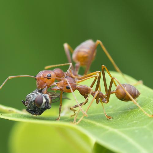 Preview Photographer\'s photo Choo How Lim