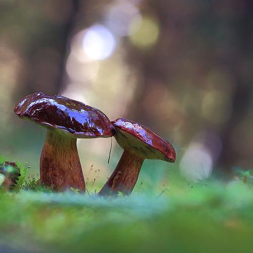 Preview Photographer\'s photo Viktor Schneider