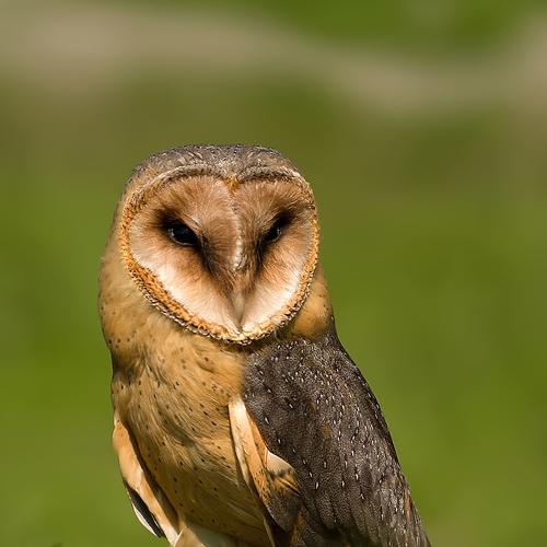 Preview Photographer\'s photo Silvestr Szabó