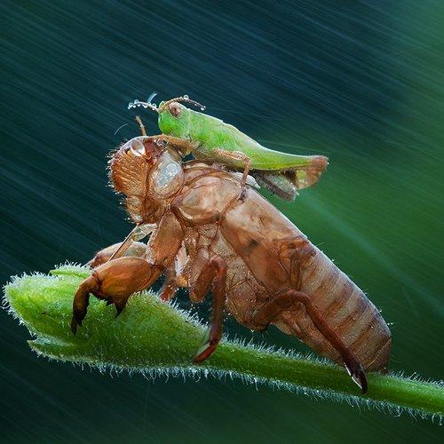 Preview Photographer\'s photo Kelvin