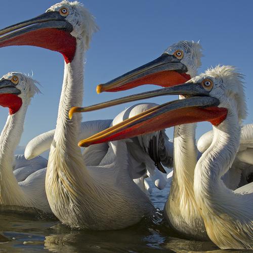 Превью фотографии фотографа Ivan Ivanov