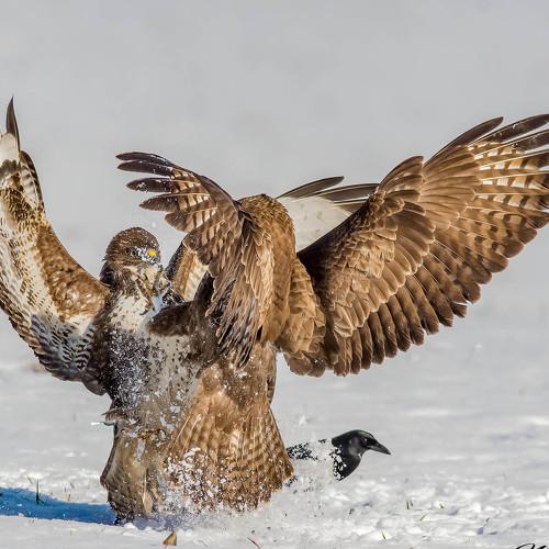 Превью фотографии фотографа Nikolay Nikolov
