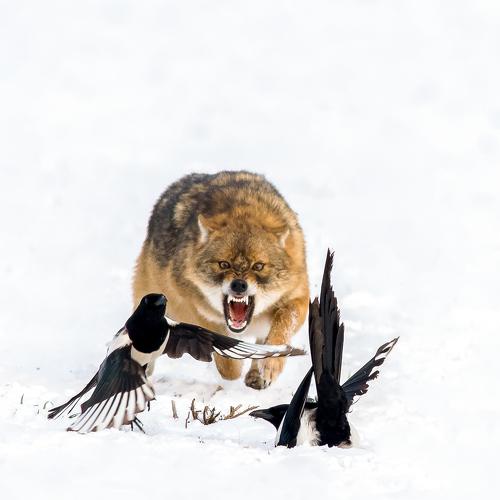 Превью фотографии фотографа Nikolay Nikolov