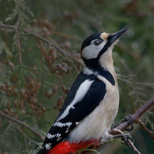 Превью фотографии фотографа andris