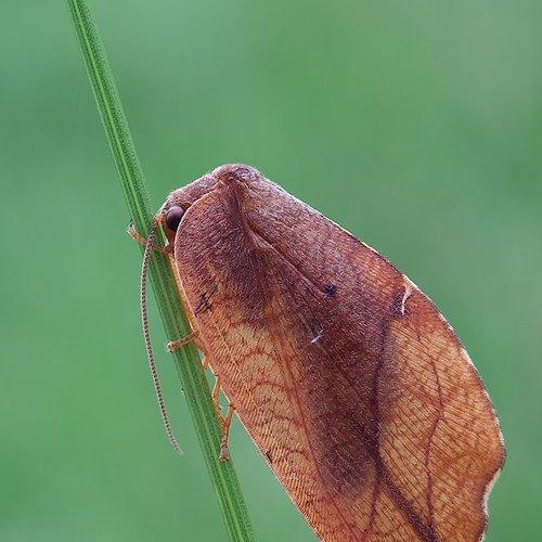 Preview Photographer\'s photo аподл